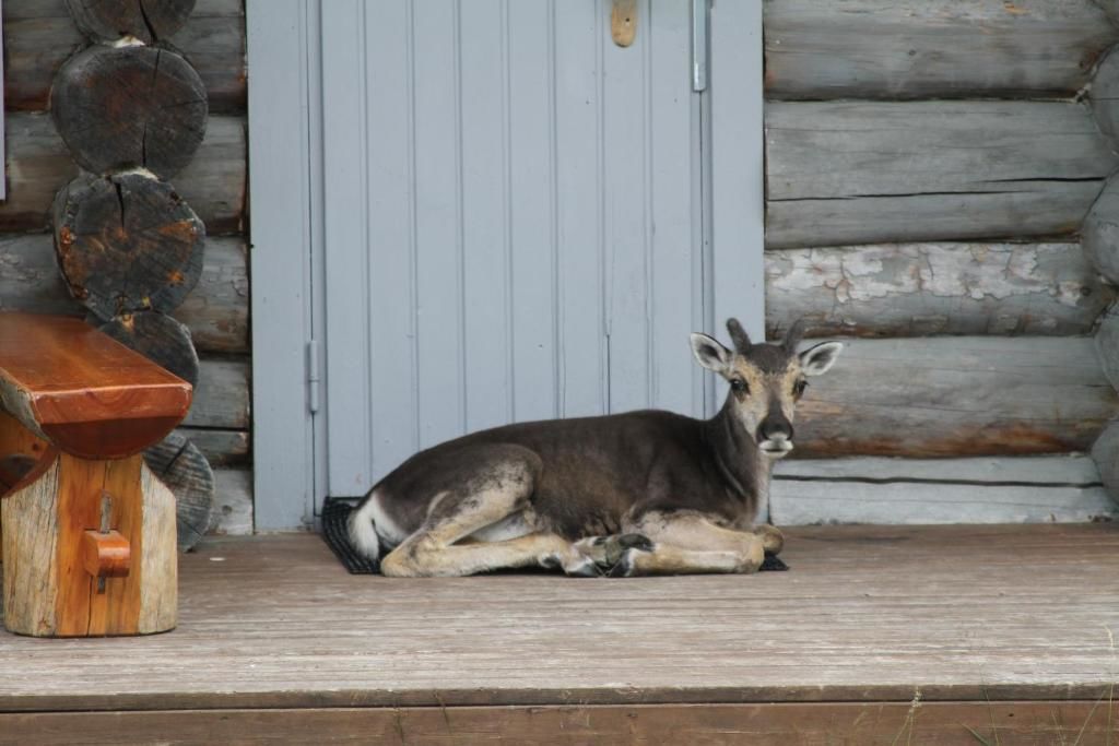 Шале Mökki Cottages RukaTupa Рука-32